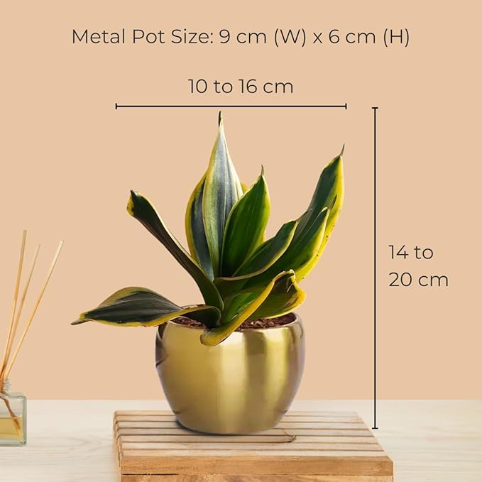 Greenkin Snake Plant Air Purifying Plant with Golden Metal Pot | Golden Sansevieria | Indoor Plant for Home | Small Desk Plant - Image 2